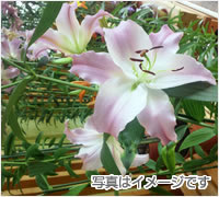 防曇加工